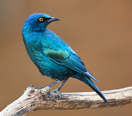Cape Glossy Starling